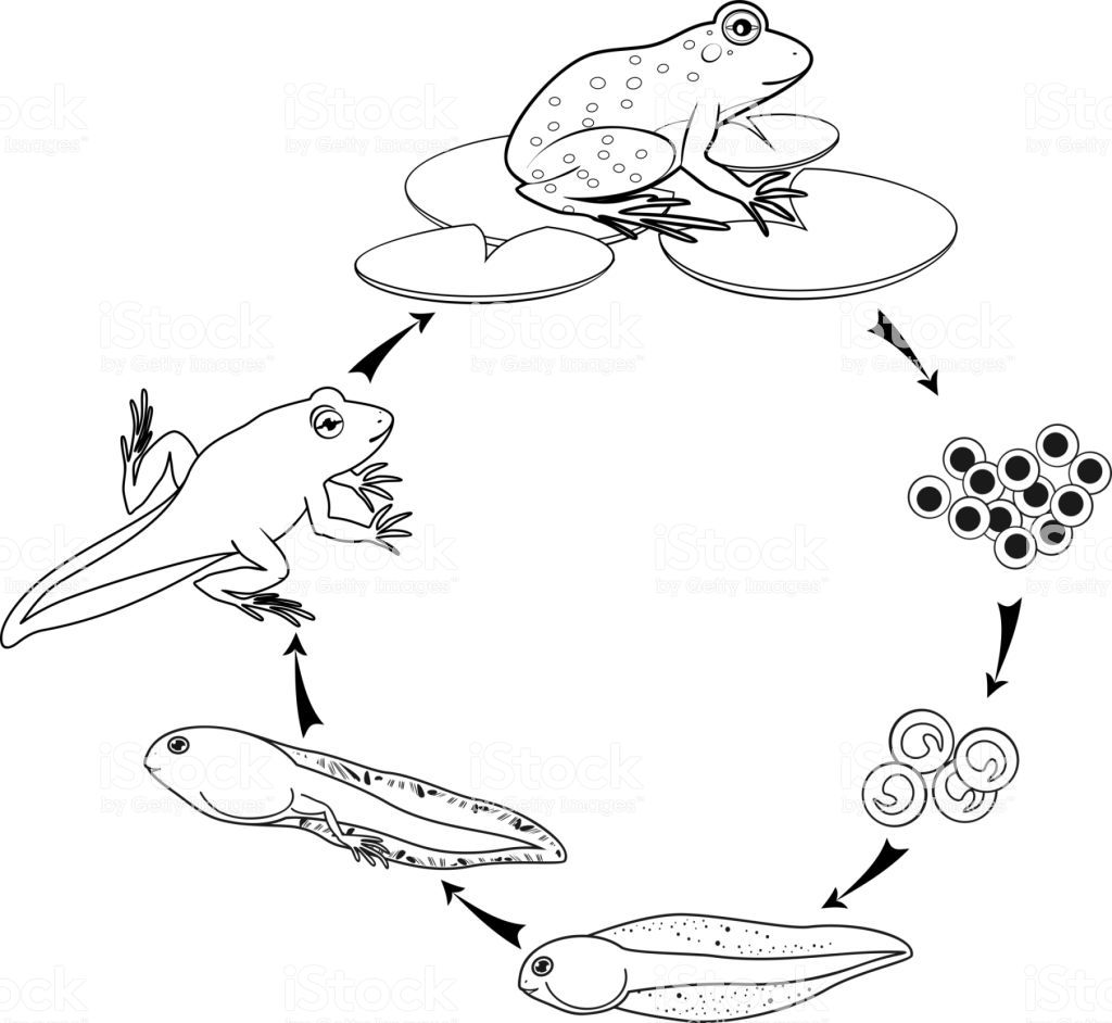 Coloring page life cycle of frog sequence of stages of development life cycles lifecycle of a frog coloring pages