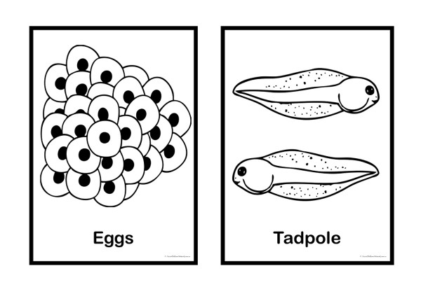 Life cycle of a frog colouring pages