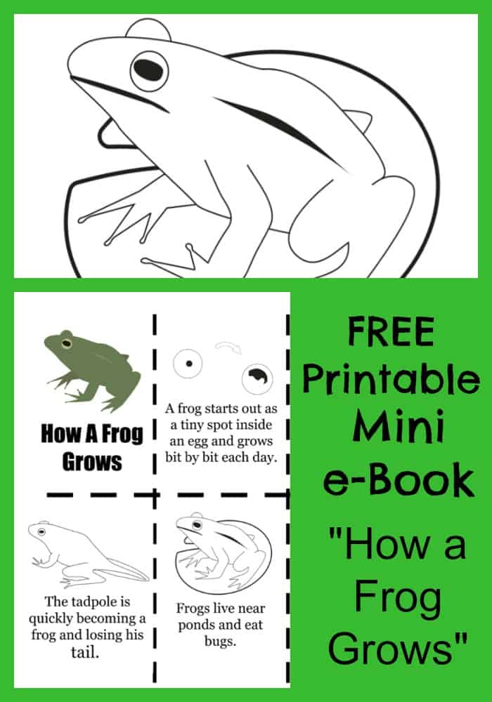 Free how a frog grows printable e