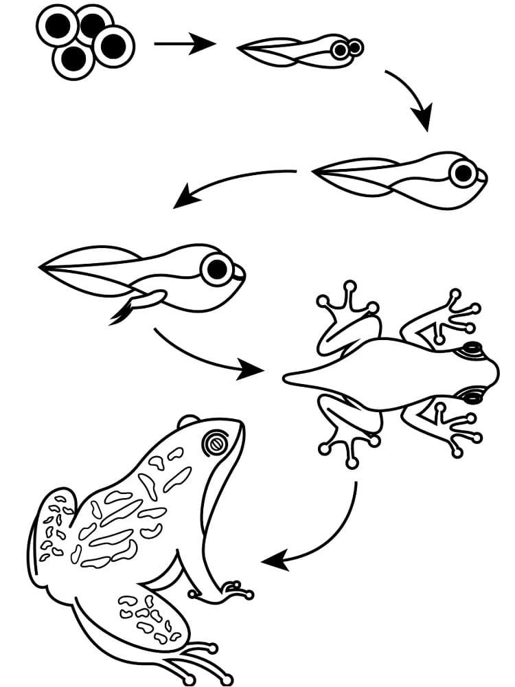 The frog life cycle coloring page