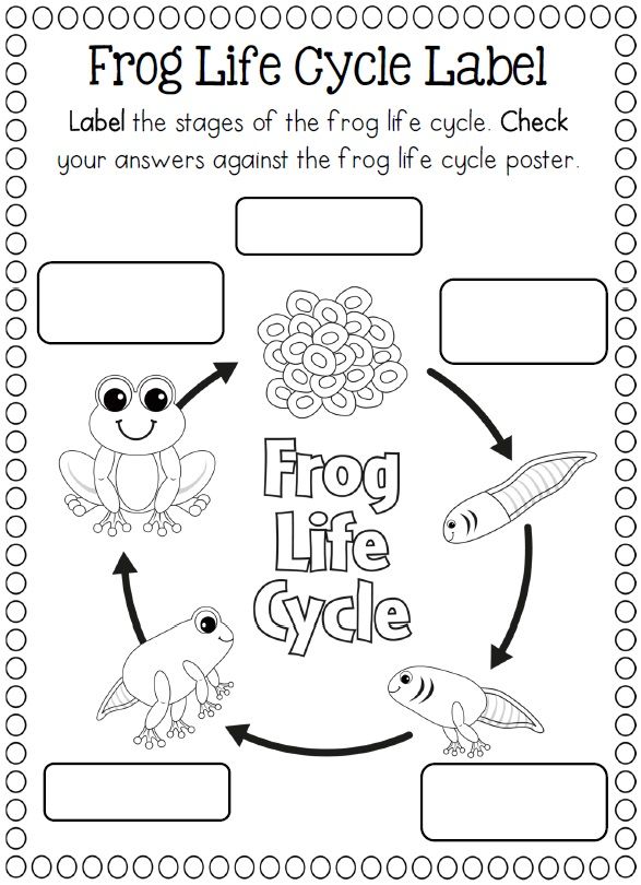 Life cycle of a frog coloring page crafts and worksheets for preschooltoddler and kindergarten