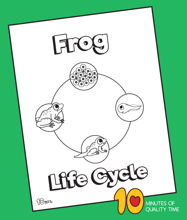 Life cycle of a frog coloring page â minutes of quality time