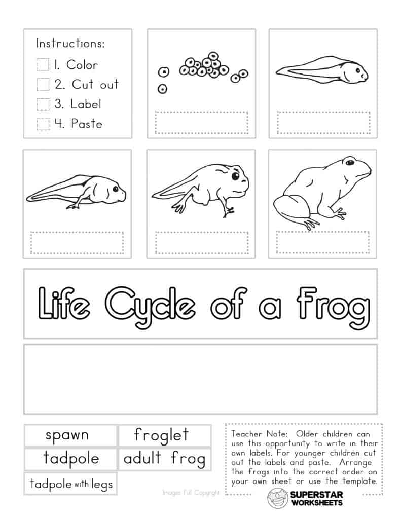 Life cycle of a frog worksheets