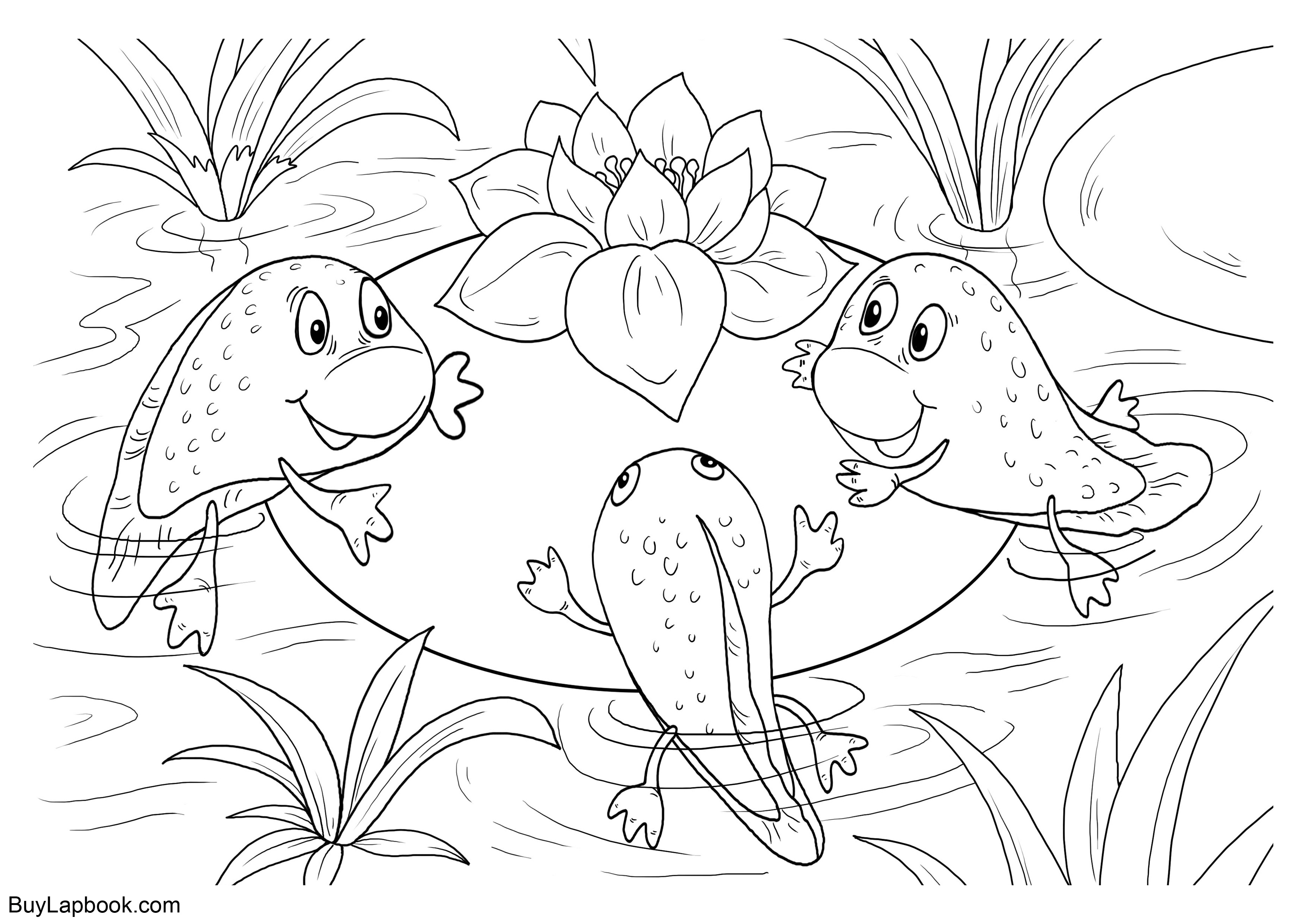 The life cycle of a frog free coloring pages