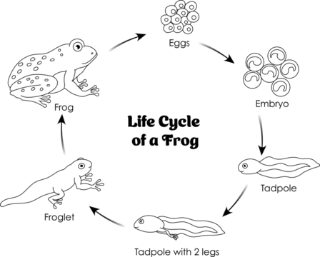 Life cycle of a frog black and white line art for coloring and learning vector