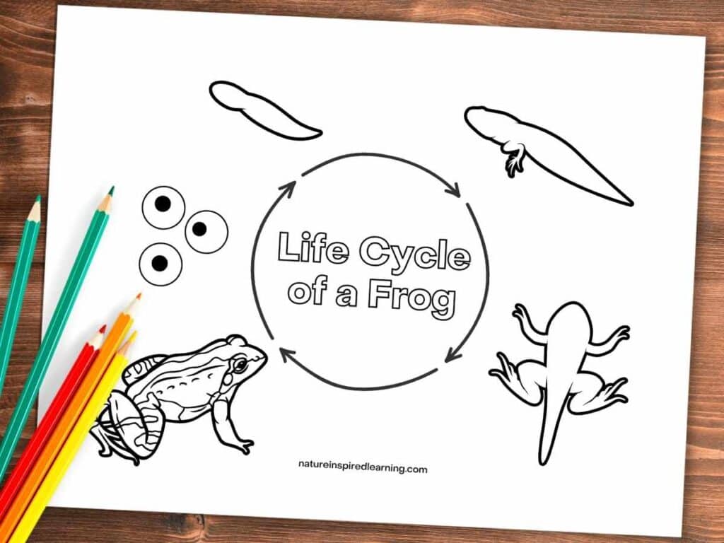 Realistic frog coloring pages