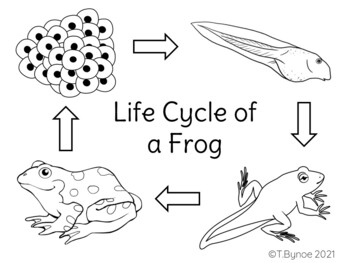 Life cycle of a frog