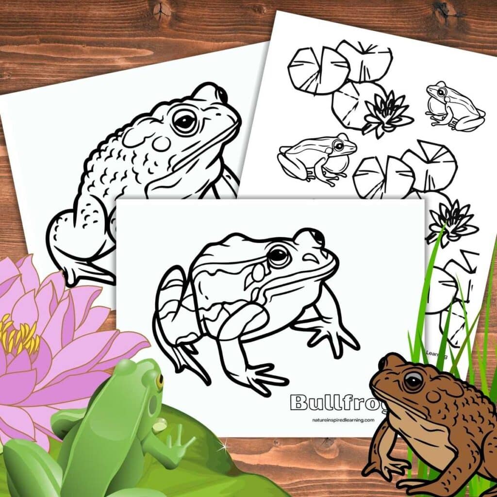 Realistic frog coloring pages