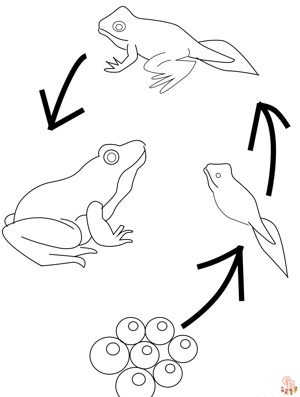 Frog life cycle coloring pages printable free and easy for kids