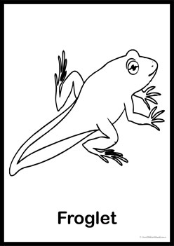 Life cycle of a frog colouring pages