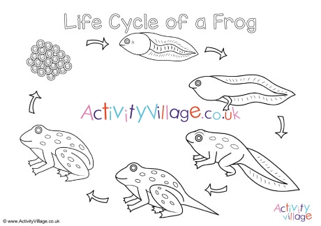 Frog life cycle louring page