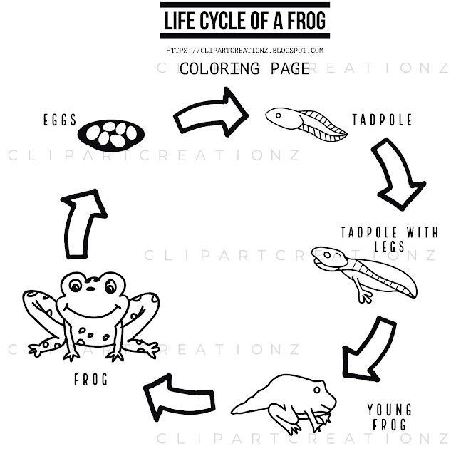 Clipart creationz life cycle of a frog loring clipart life cycles clip art frog loring pages