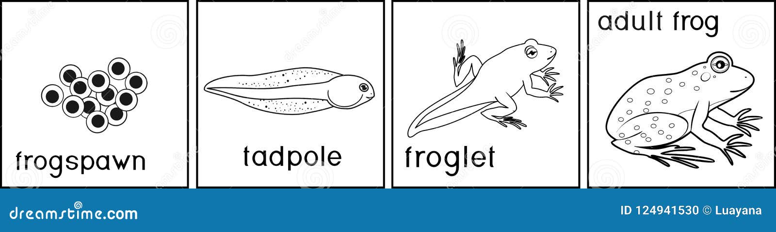 Coloring page life cycle of frog with titles stock vector