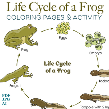 Life cycle of a frog coloring pages activity and colorful illustrations