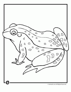 Frog coloring pages animal jr