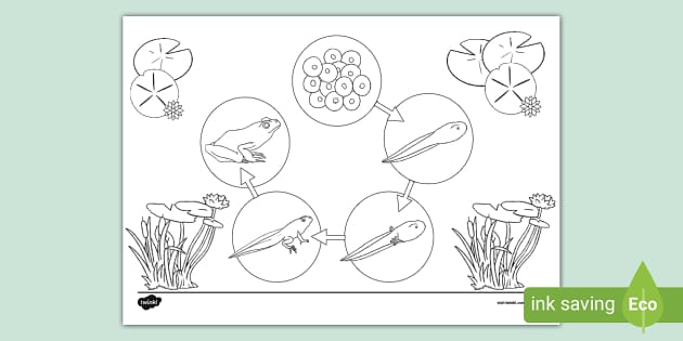 Life cycle of a frog colouring teacher