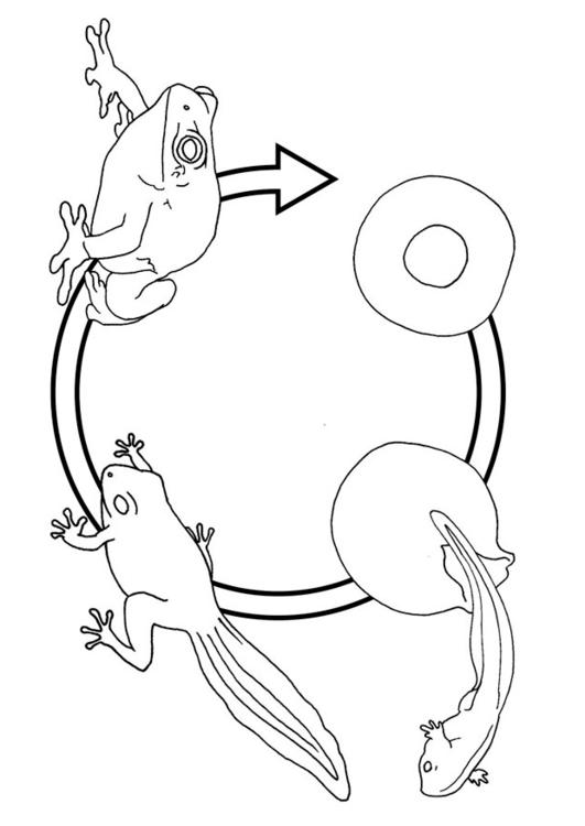 Coloring page frog life cycle