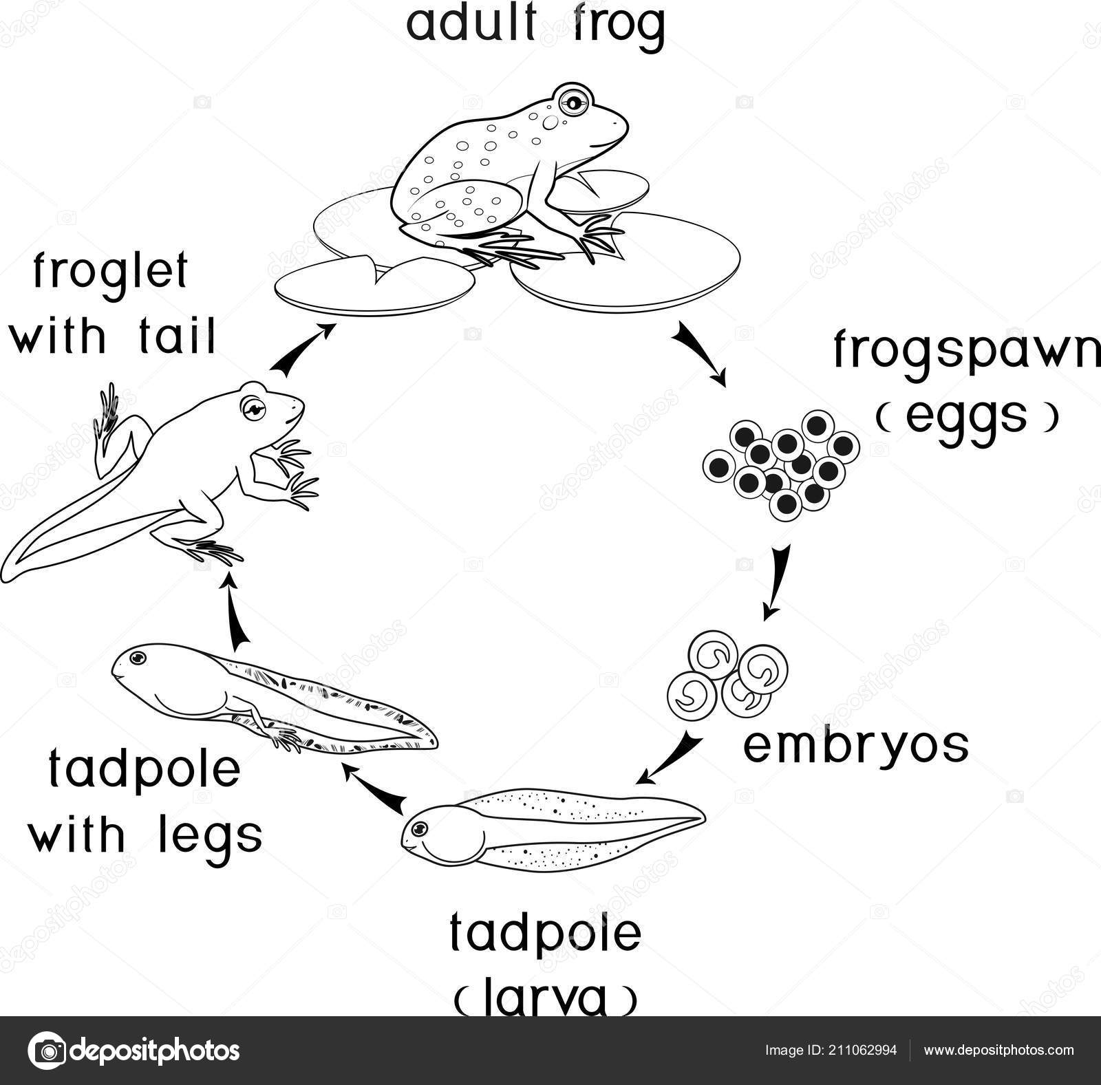 Coloring page life cycle frog sequence stages development frog egg stock vector by mariaflaya