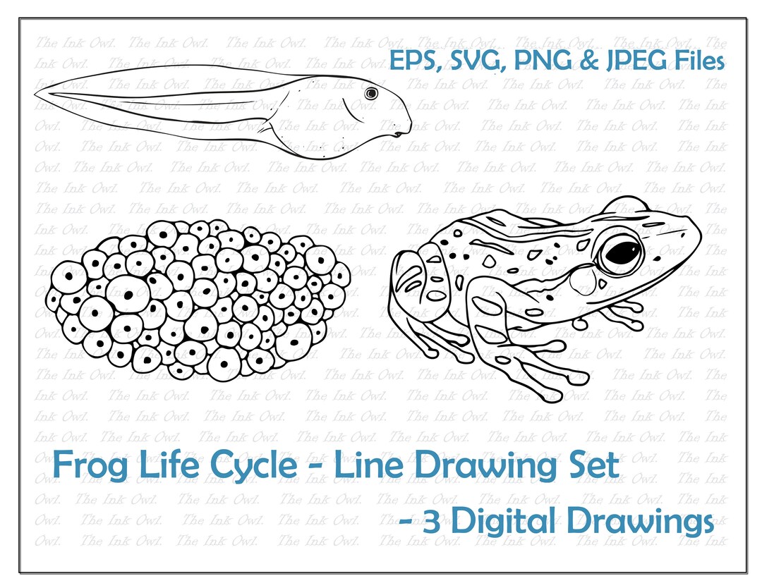 Frog life cycle line drawing set frog tadpole eggs illustration png jpg svg eps royalty free digital vector image