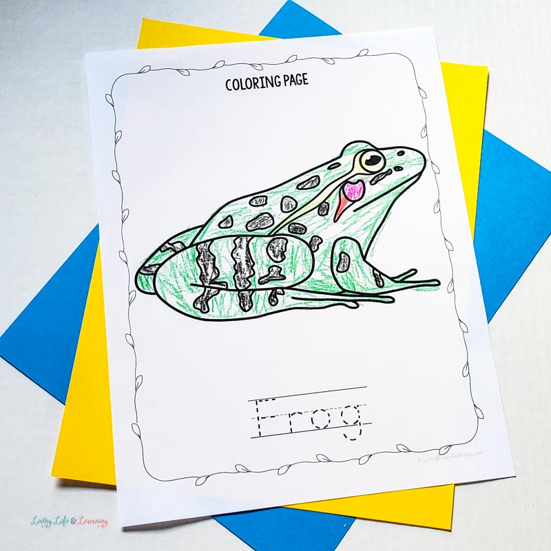 Frog life cycle coloring pages