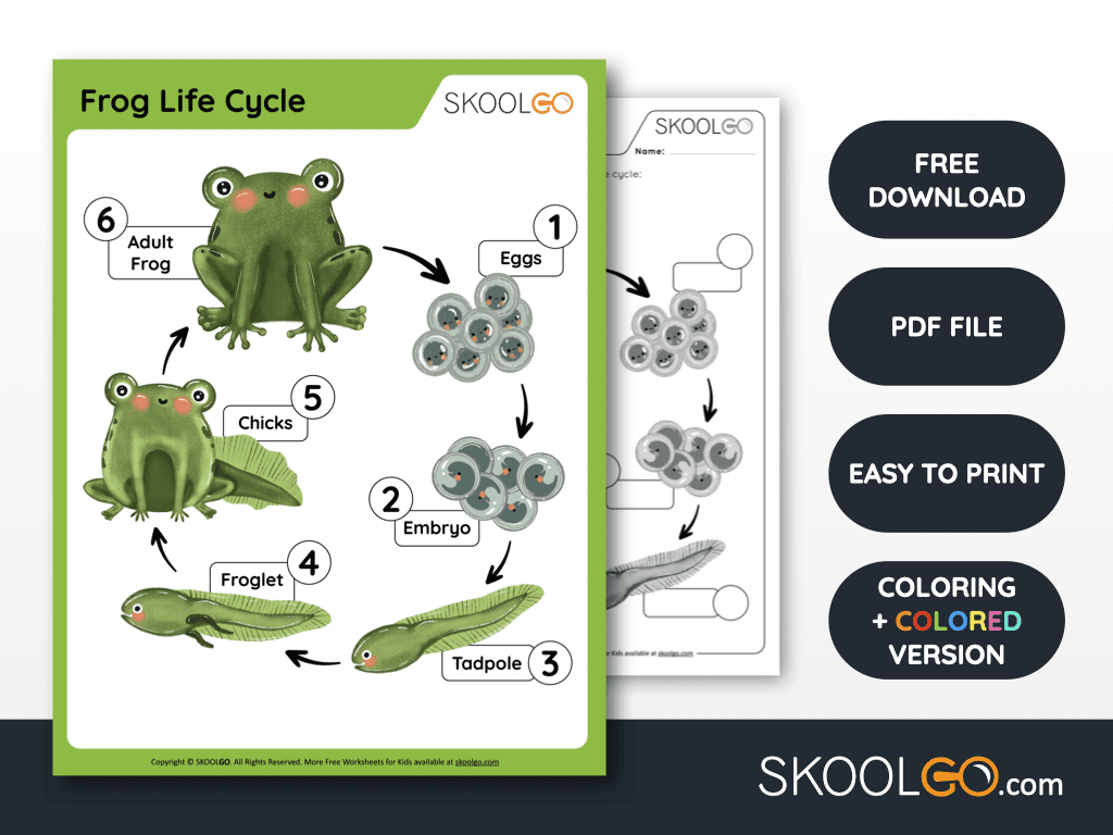 Frog life cycle