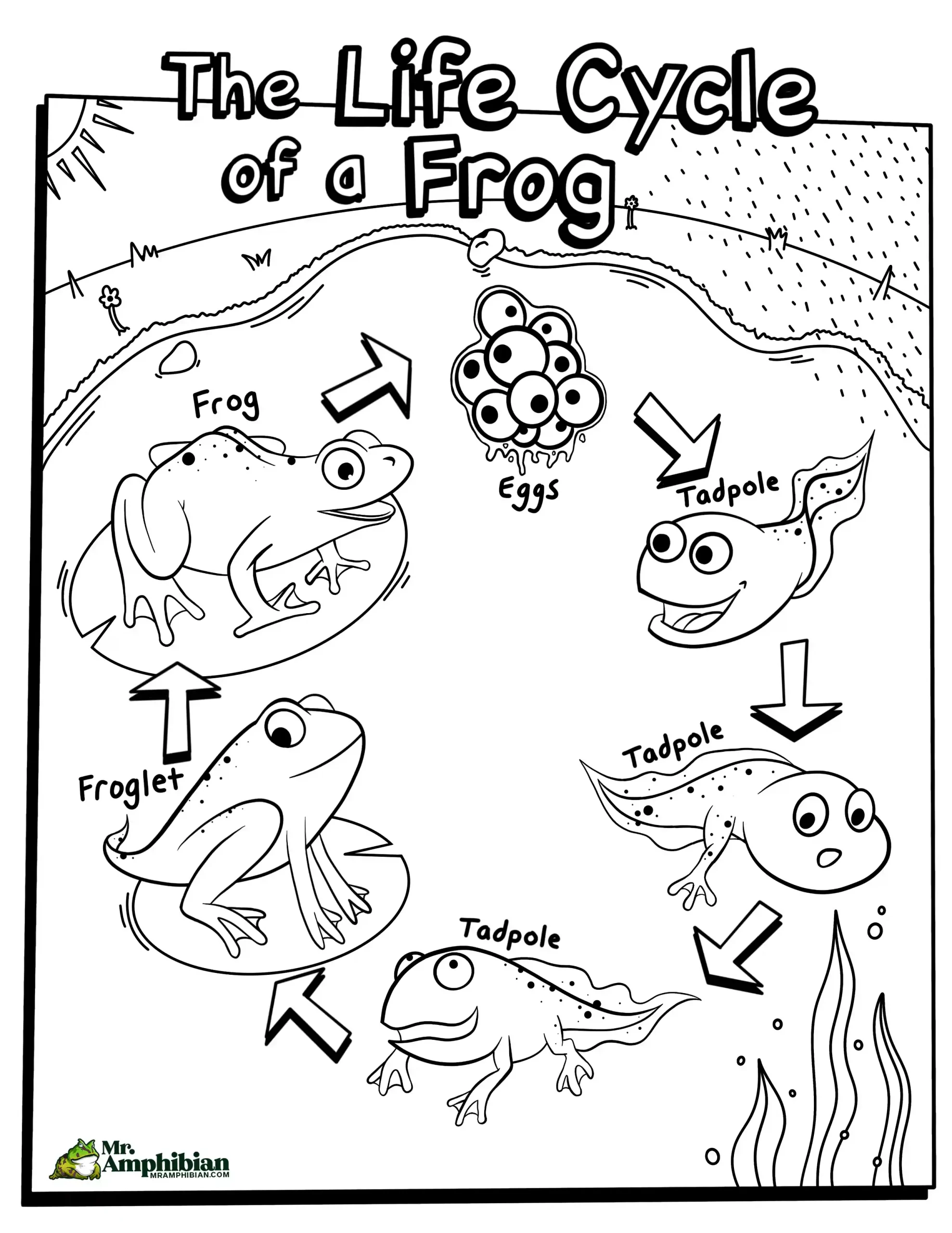 Life cycle of a frog activities for kids