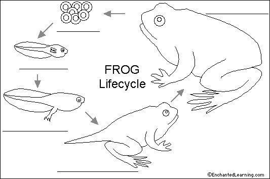 Label frog life cycle printout