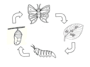 Life cycle of a frog coloring page free printable coloring pages