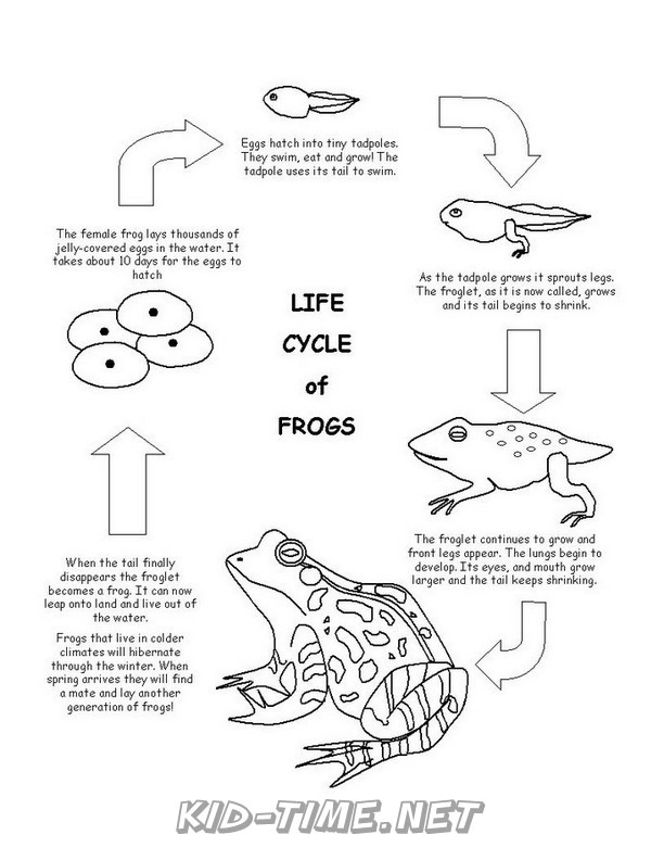 Frog life cycle â animals coloring book pages sheets â kids time fun places to visit and free coloring book pages printables