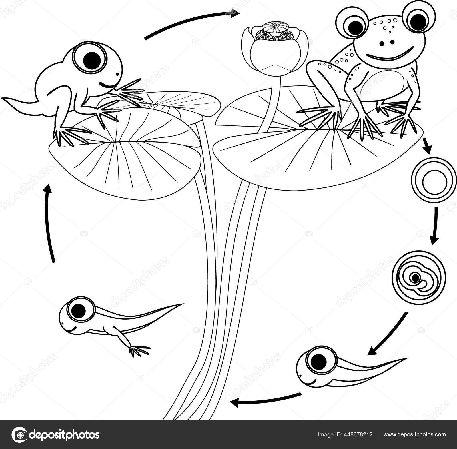 Coloring page frog life cycle sequence stages development frog egg stock vector by mariaflaya