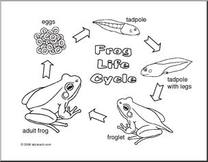 Coloring page frog life cycle