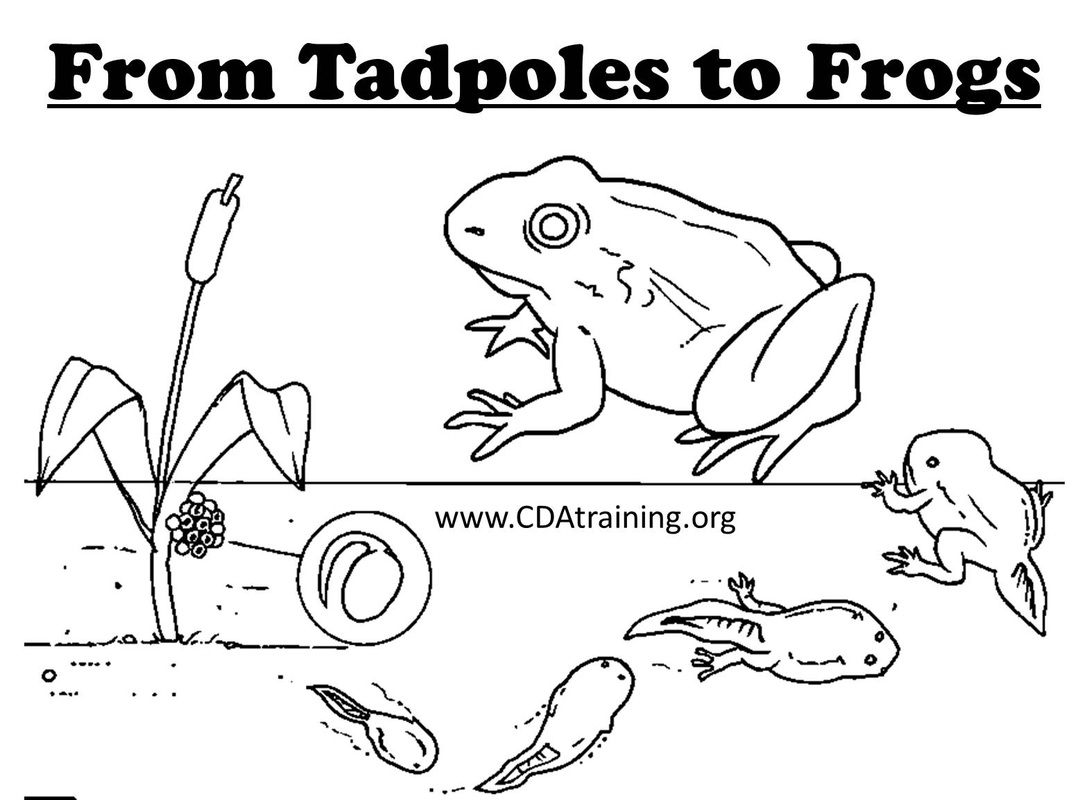 Frog curriculum theme