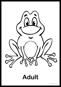 Life cycle of a frog colouring pages