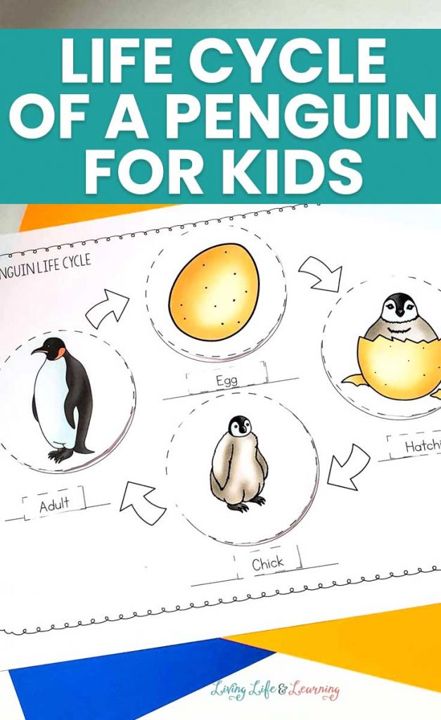 Penguin life cycle free homeschool deals