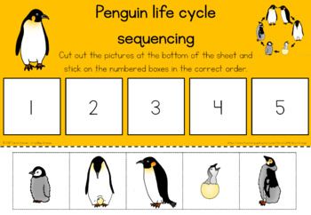 Penguin life cycle sequencing activity worksheet penguin life cycle life cycles penguin life