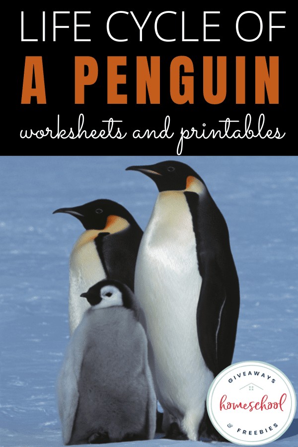 Life cycle of a penguin worksheets and printables