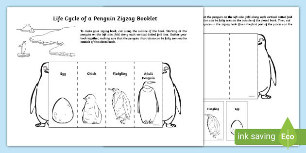 Life cycle of a penguin zigzag book teacher made