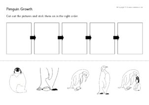 Penguin life cycle printables for primary school