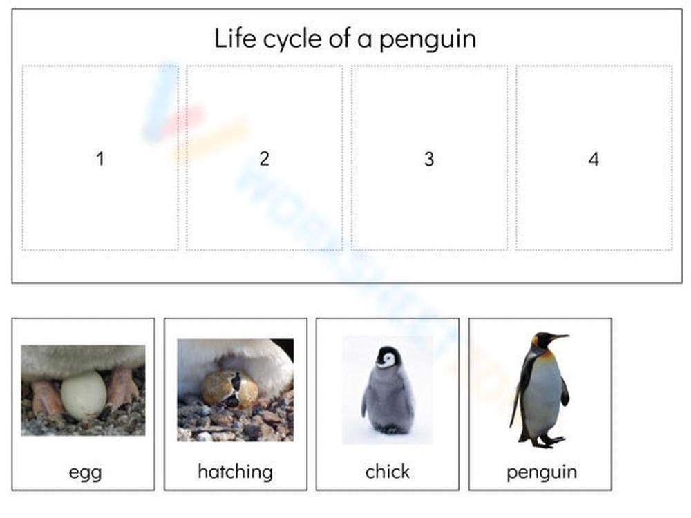 Free printable interactive penguin life cycle worksheets