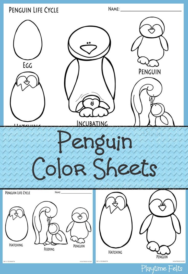 Penguin coloring sheets for preschoolers available at playtime felts members area prâ penguins kindergarten kindergarten worksheets penguin life cycle