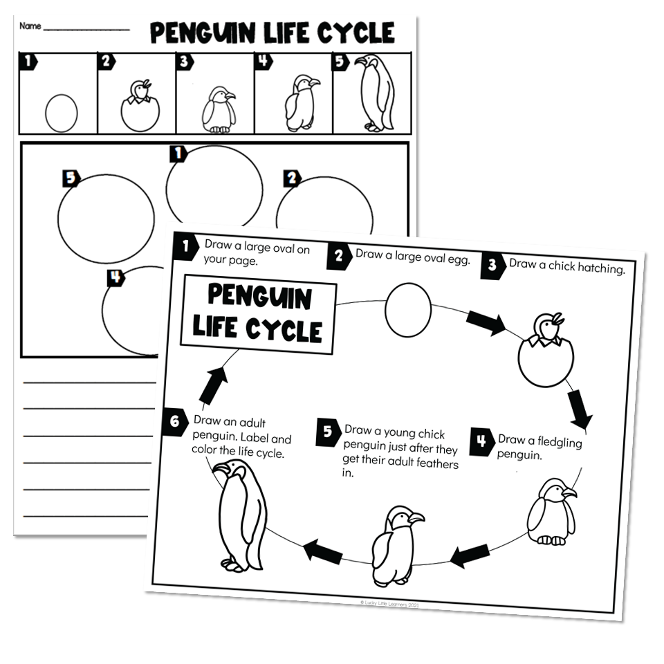 Life cycles
