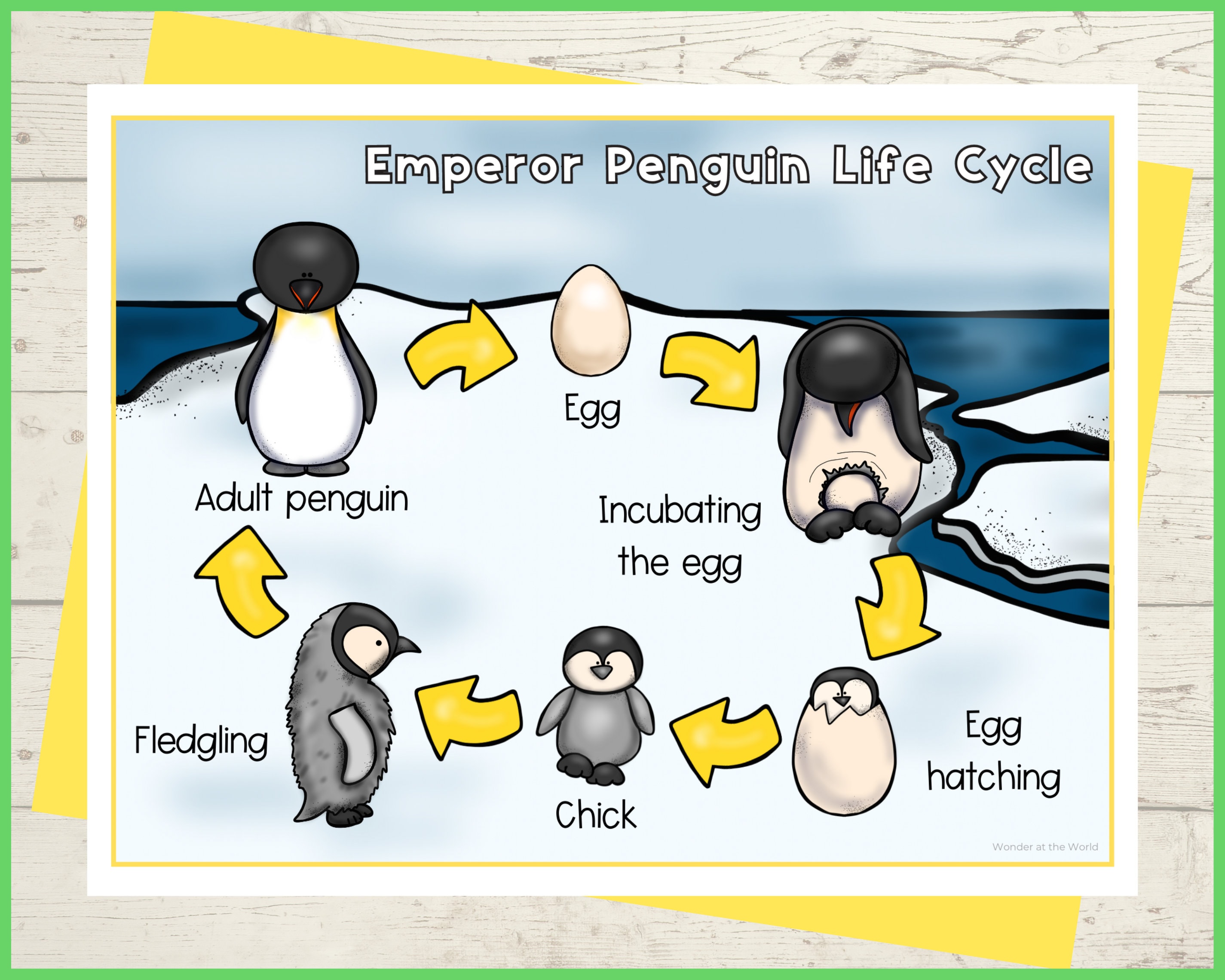 Life cycle of a penguin foldable kids craft activity a and x inch digital download science cut and paste