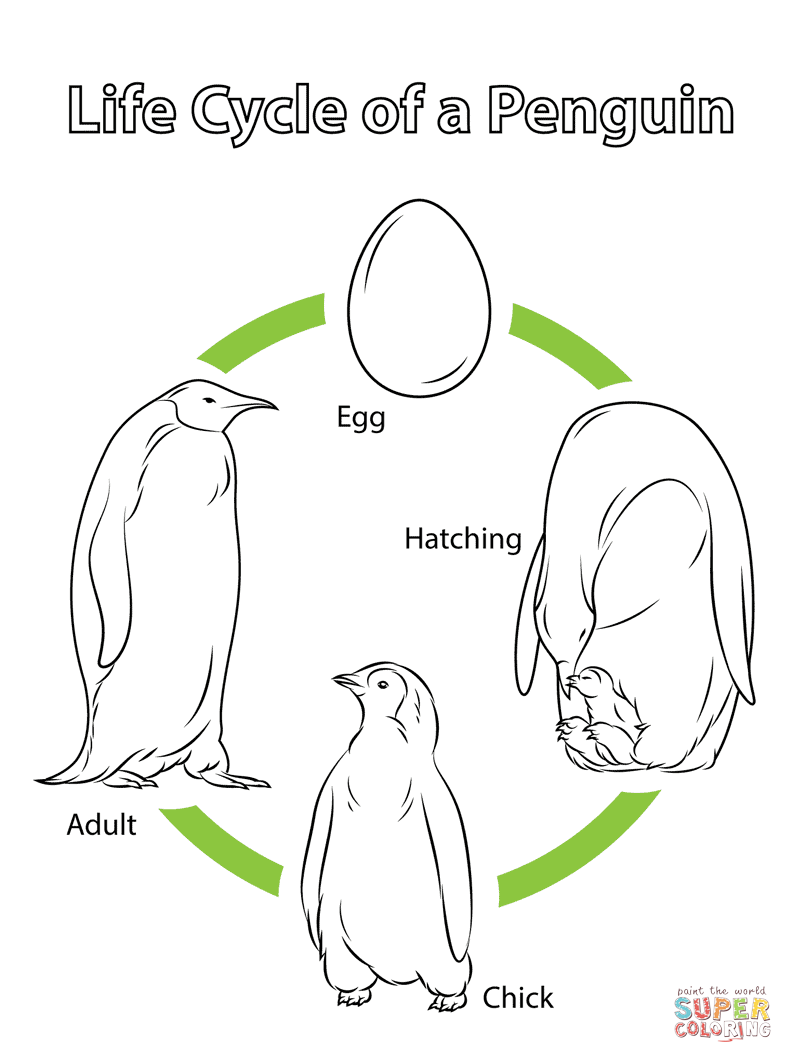 Life cycle of a penguin coloring page free printable coloring pages