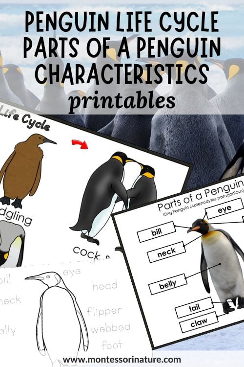 Penguin life cycle anatomy species characteristics printables and activities for children
