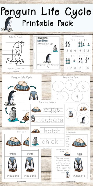 Penguin life cycle worksheets