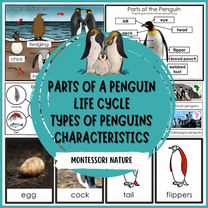 Penguin life cycle anatomy species characteristics