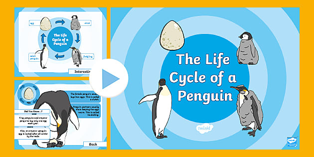 Life cycle of a penguin powerpoint teacher