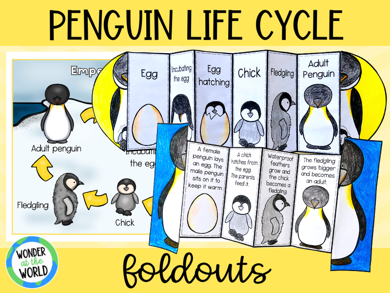 Penguin life cycle foldable seqencing activity teaching resources