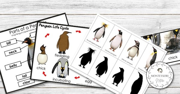 Penguin life cycle anatomy species characteristics printables and activities for children