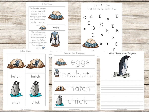 Penguin life cycle worksheets